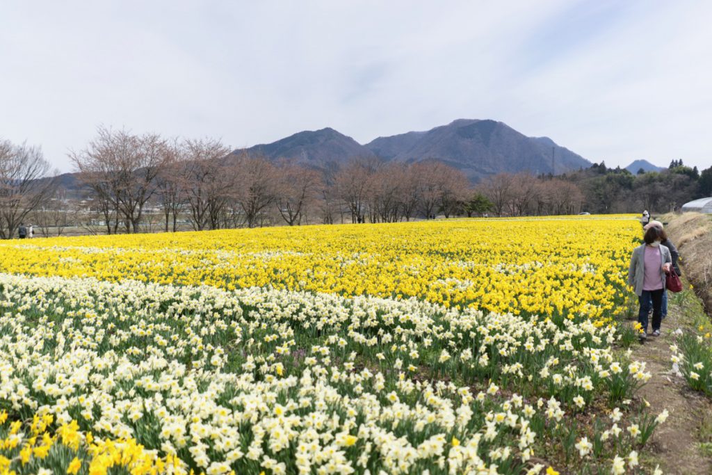 岩井親水公園のスイセン