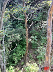 $四万温泉柏屋旅館の仲間たち