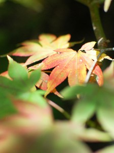 紅葉の四万温泉