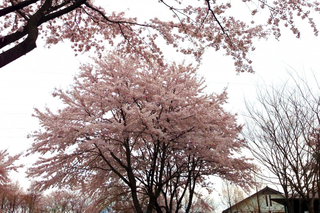 桜も