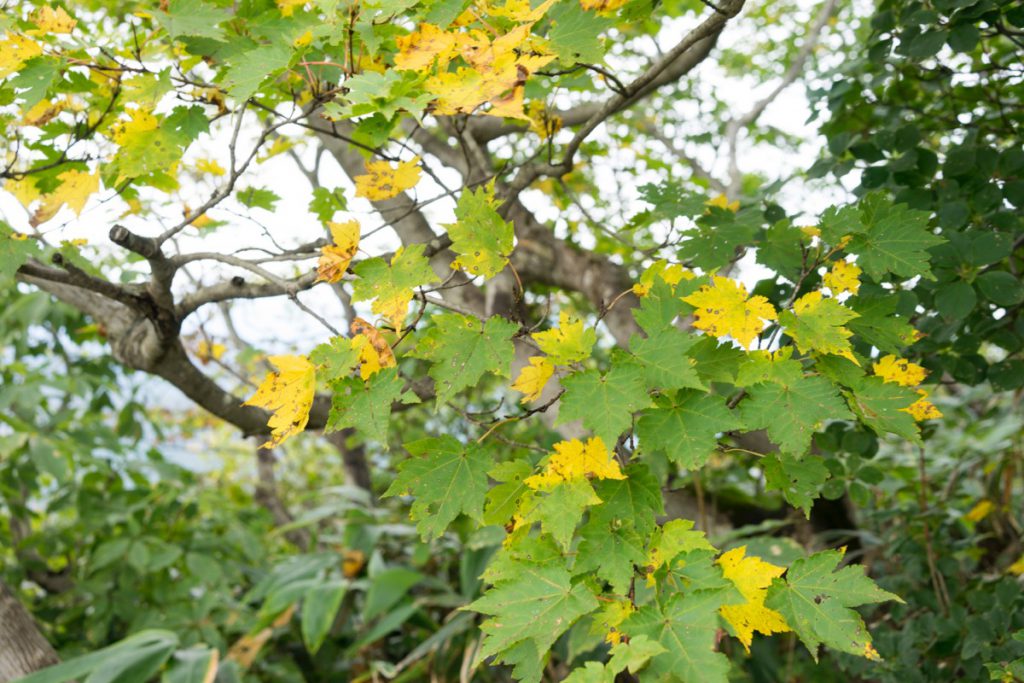 紅葉の始まり