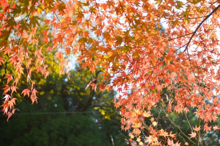 紅葉の貸切露天風呂