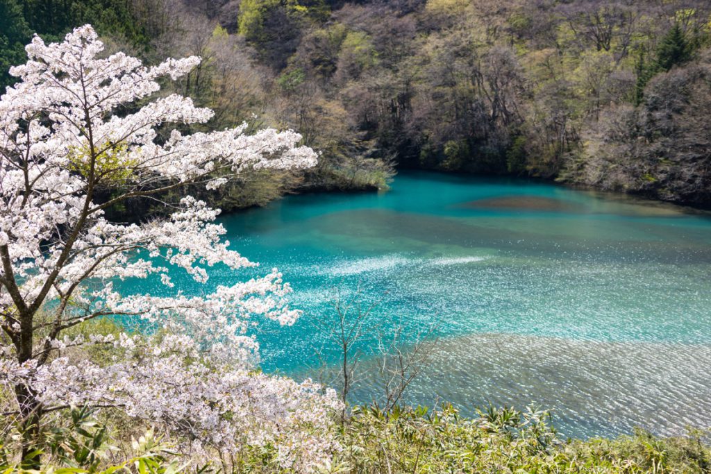 四万湖と桜