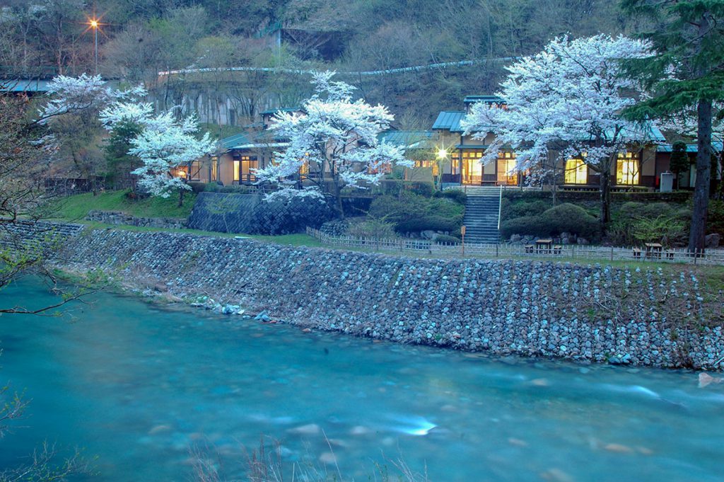 四万清流の湯の桜