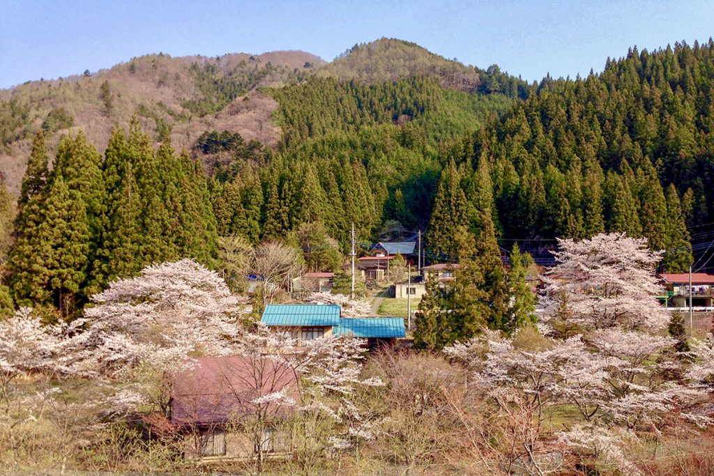 四万温泉厚畑の桜