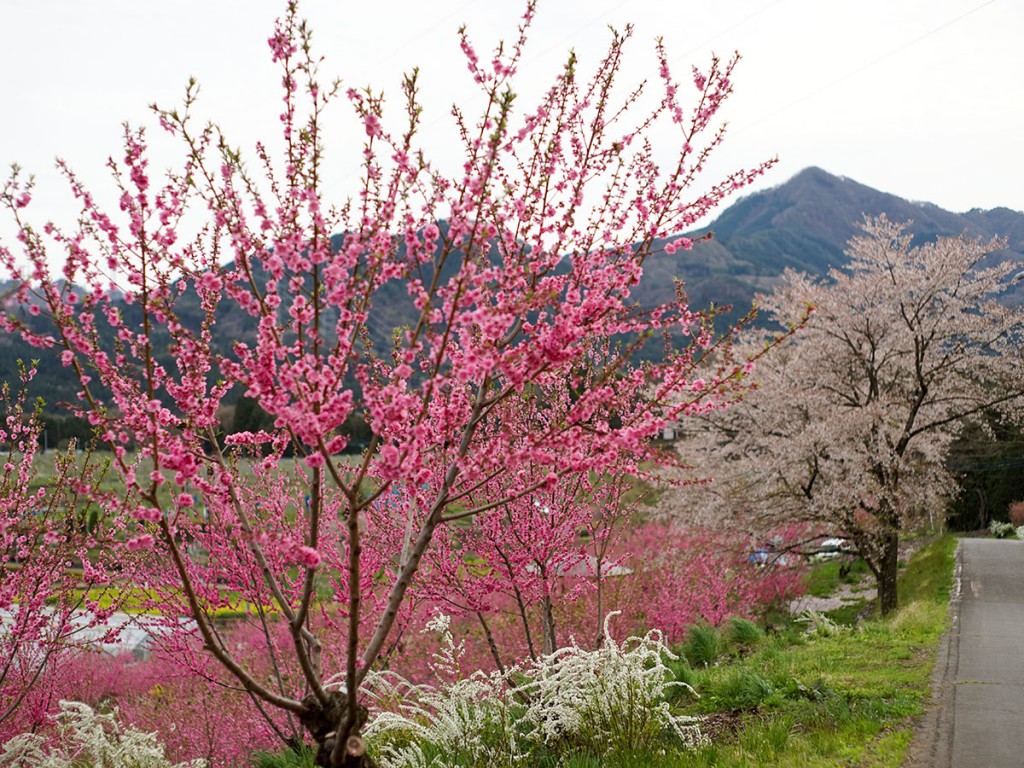 花桃