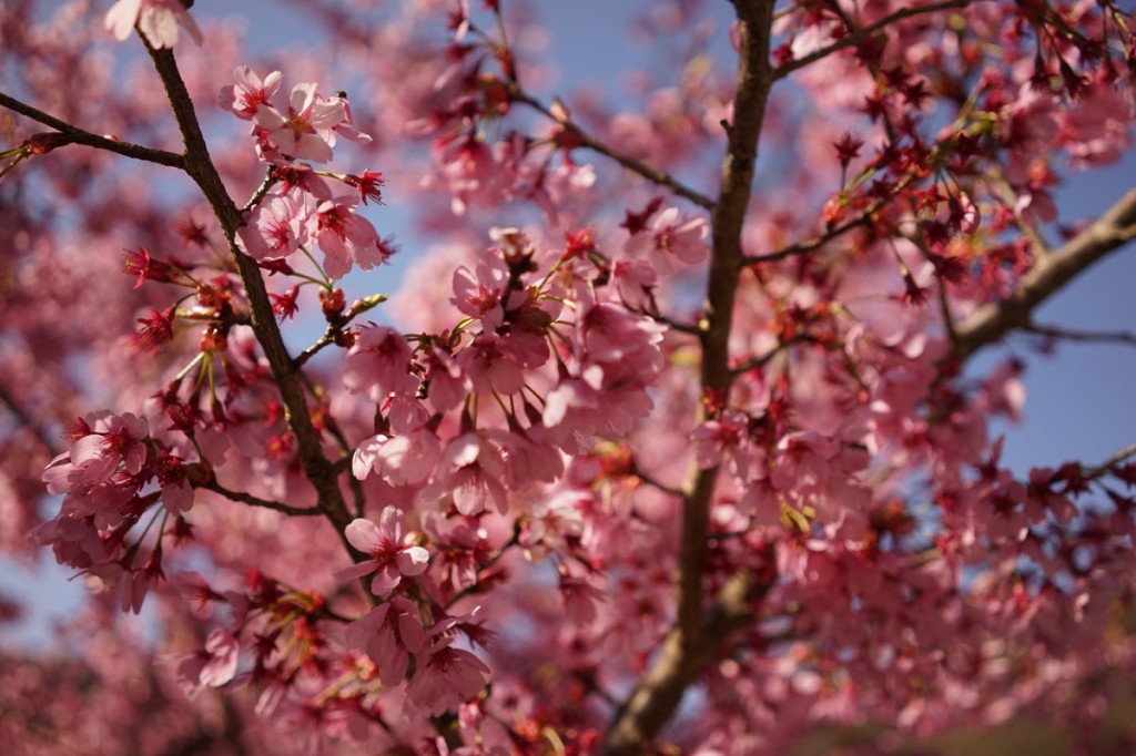 桜桜
