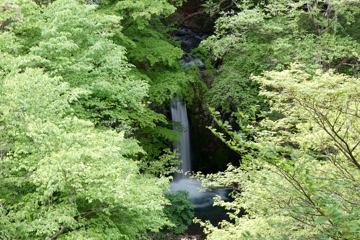新緑の小泉の滝