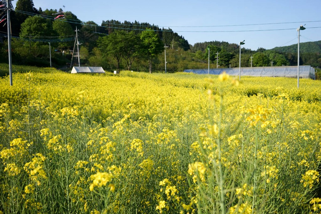 美野原の菜の花