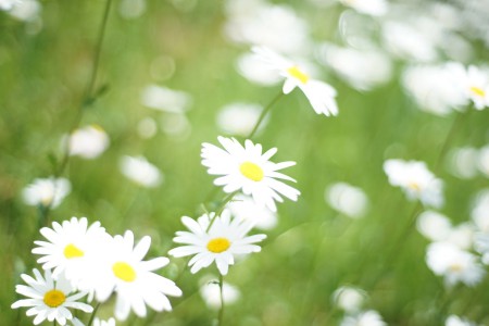 お花　四万温泉