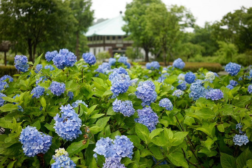 紫陽花