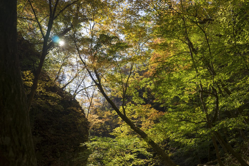 紅葉にはもう少し