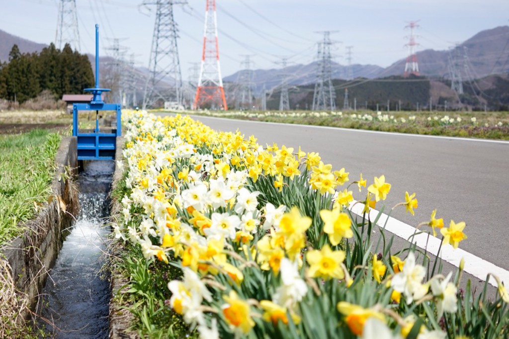 水仙街道、美野原高原