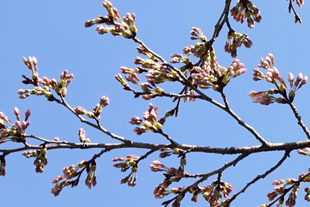 清流の湯の桜