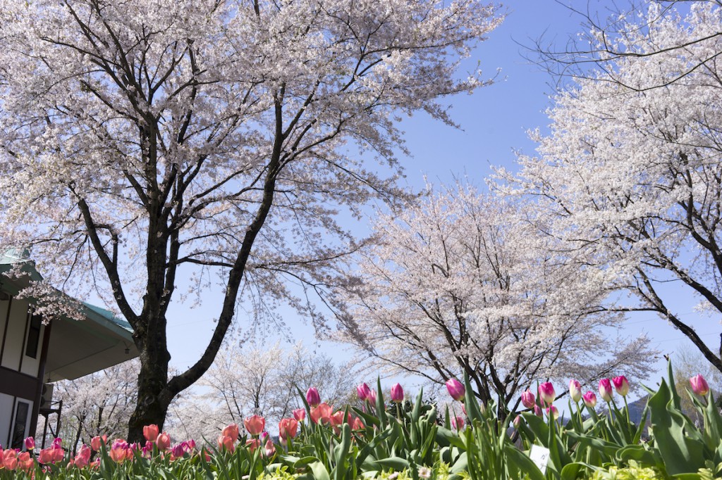 桜が満開