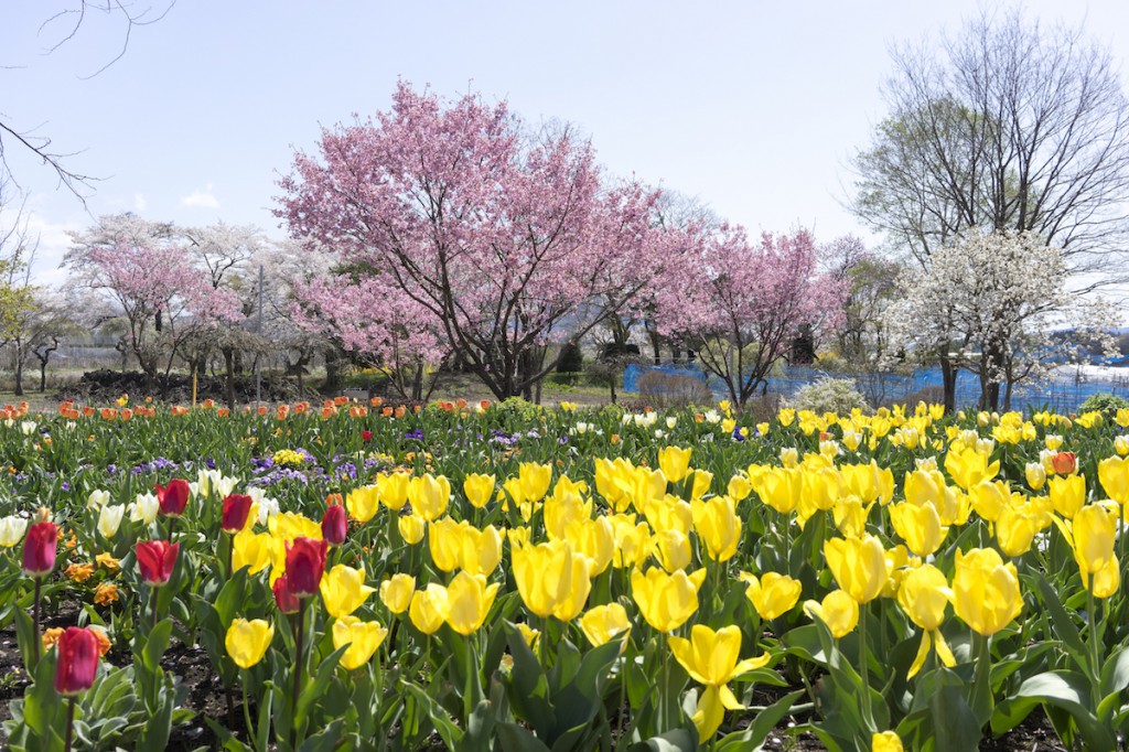 2016-4-15の花の駅美野原