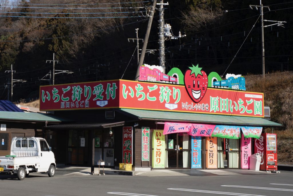 イチゴ狩り　渋川