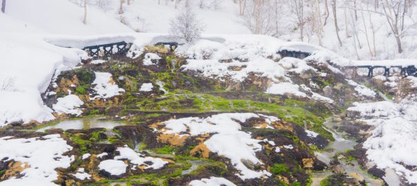 冬のチャツボミゴケ公園
