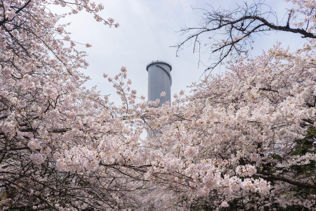 佐久発電所の桜