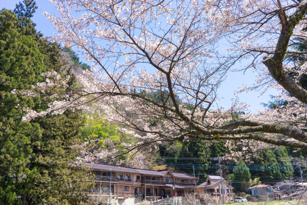 柏屋旅館の桜