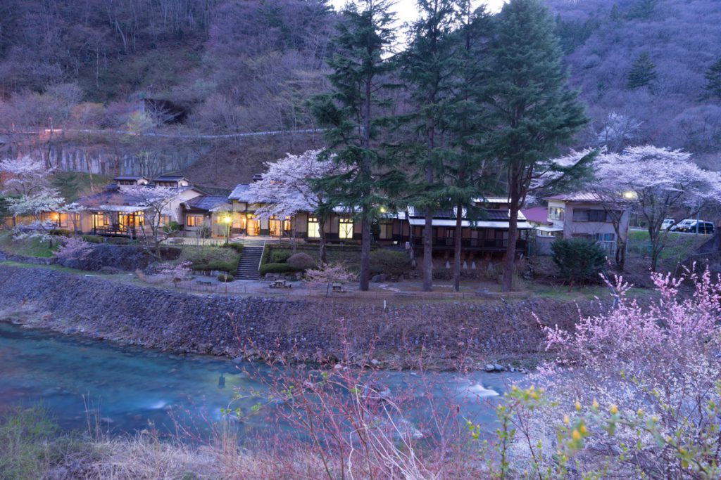 四万清流の湯の桜