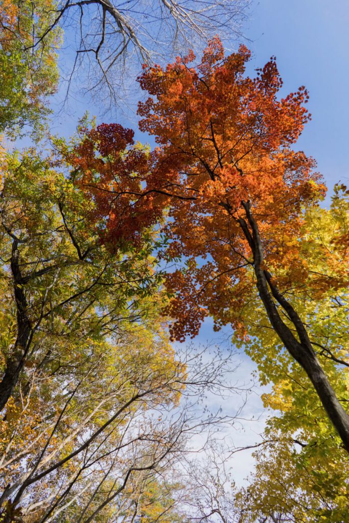 紅葉が見頃でした