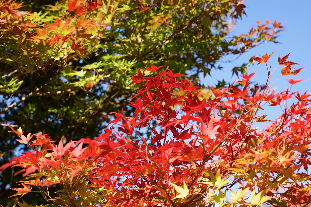 四万温泉の紅葉の前に 早めに見られる群馬県の紅葉は