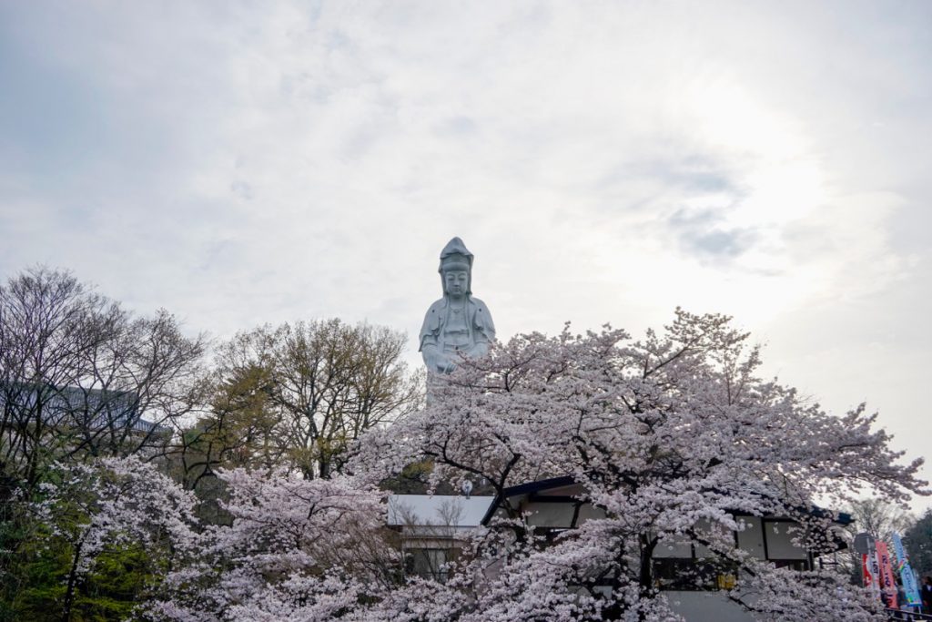 観音山の桜