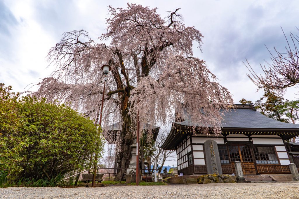 林昌寺のシダレザクラ