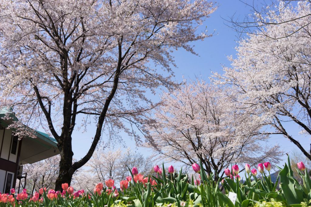 中之条ガーデンズの桜