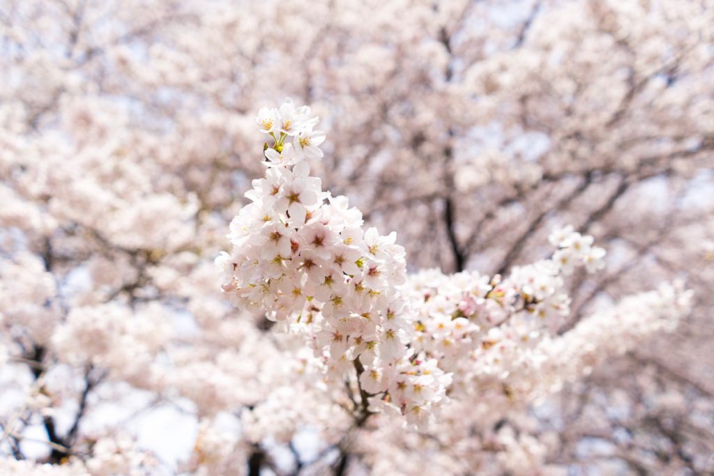 群馬県の桜