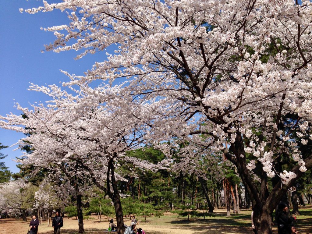 敷島公園の桜