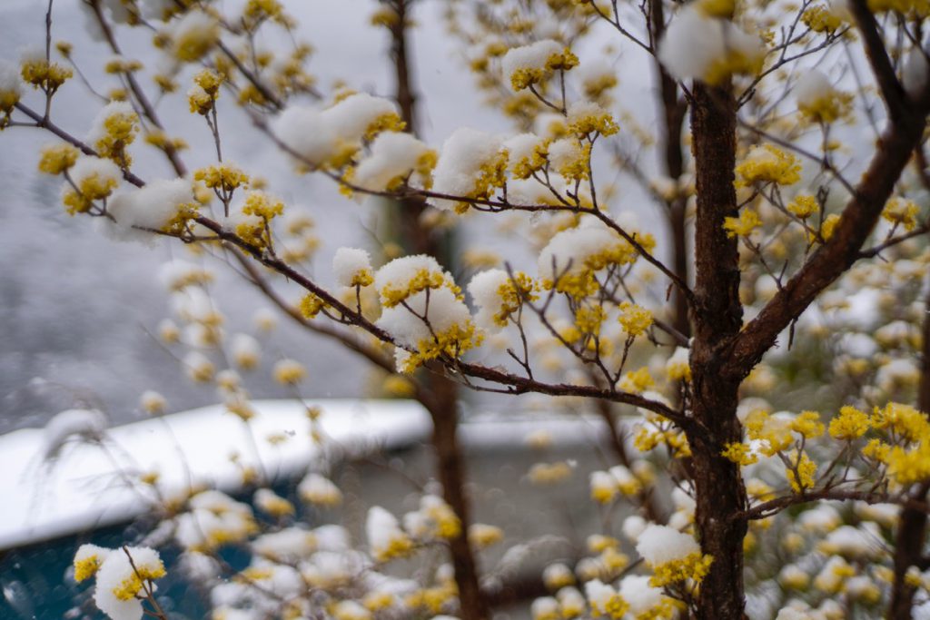 春の花と雪