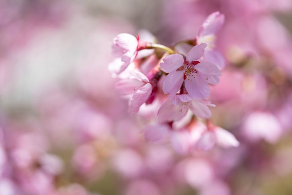 四万温泉の桜