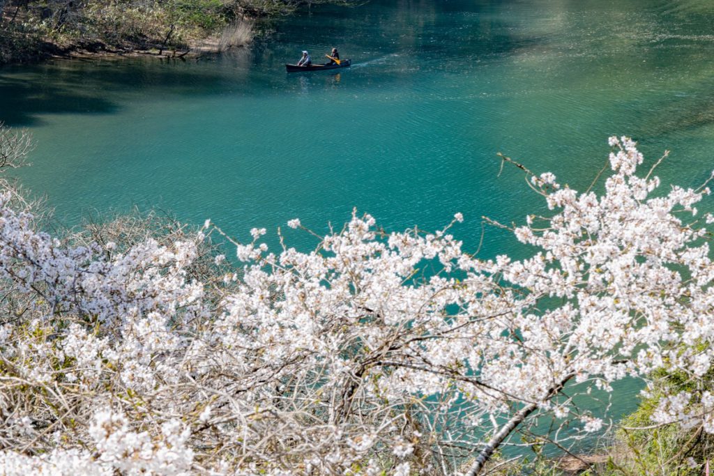 四万湖の桜とカヌー