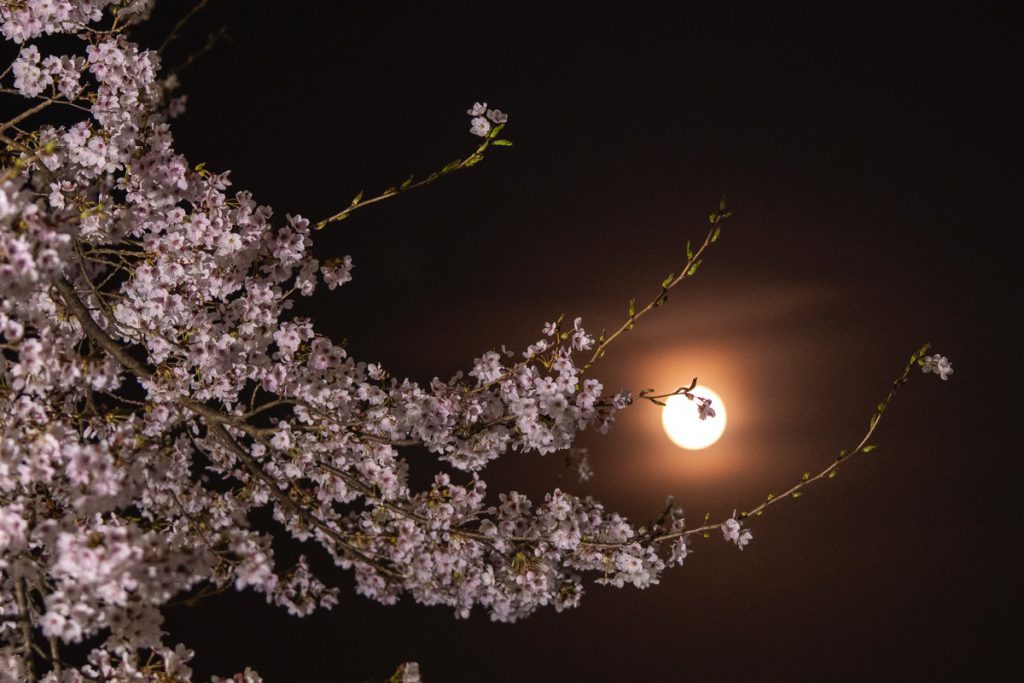 中之条ガーデンズの夜桜