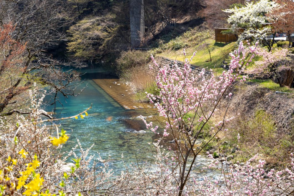 四万ブルーと桜