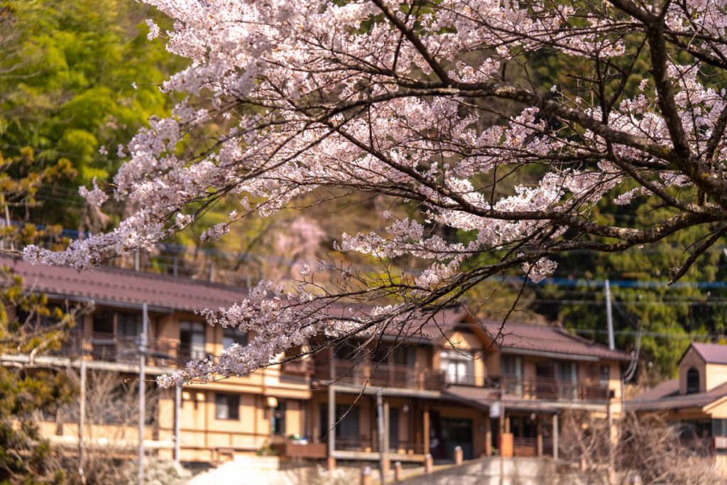 柏屋旅館前の桜が満開です