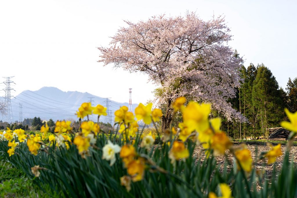 美野原の桜