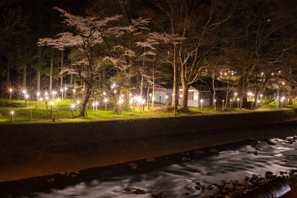 四万灯りと満開の桜（新湯）