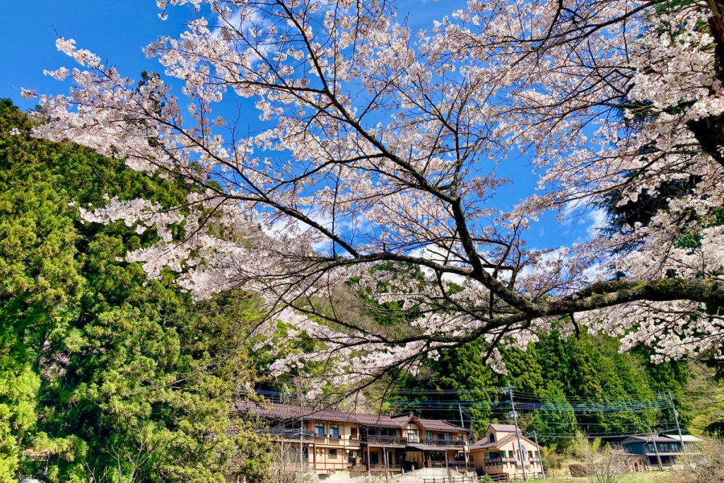 四万温泉柏屋旅館の桜