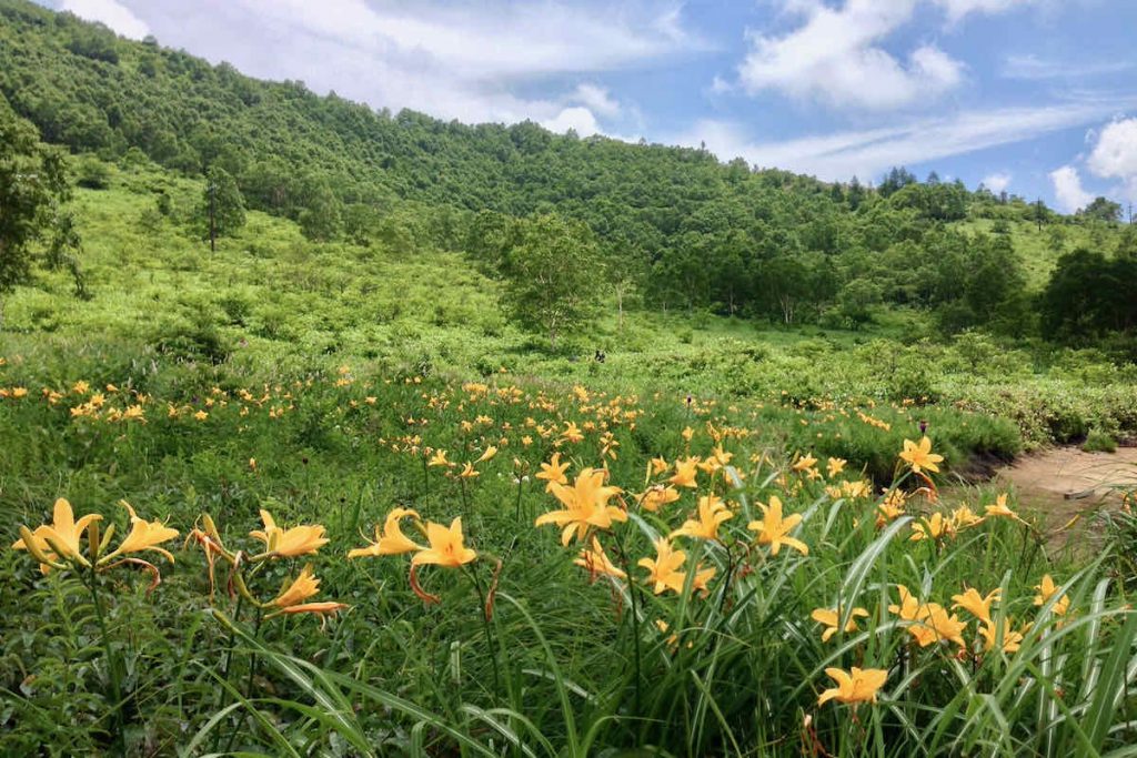 7月の野反湖