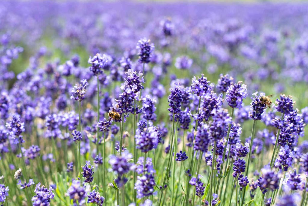 たんばらラベンダーパーク 四万温泉の行き帰りにおすすめの高原の花畑