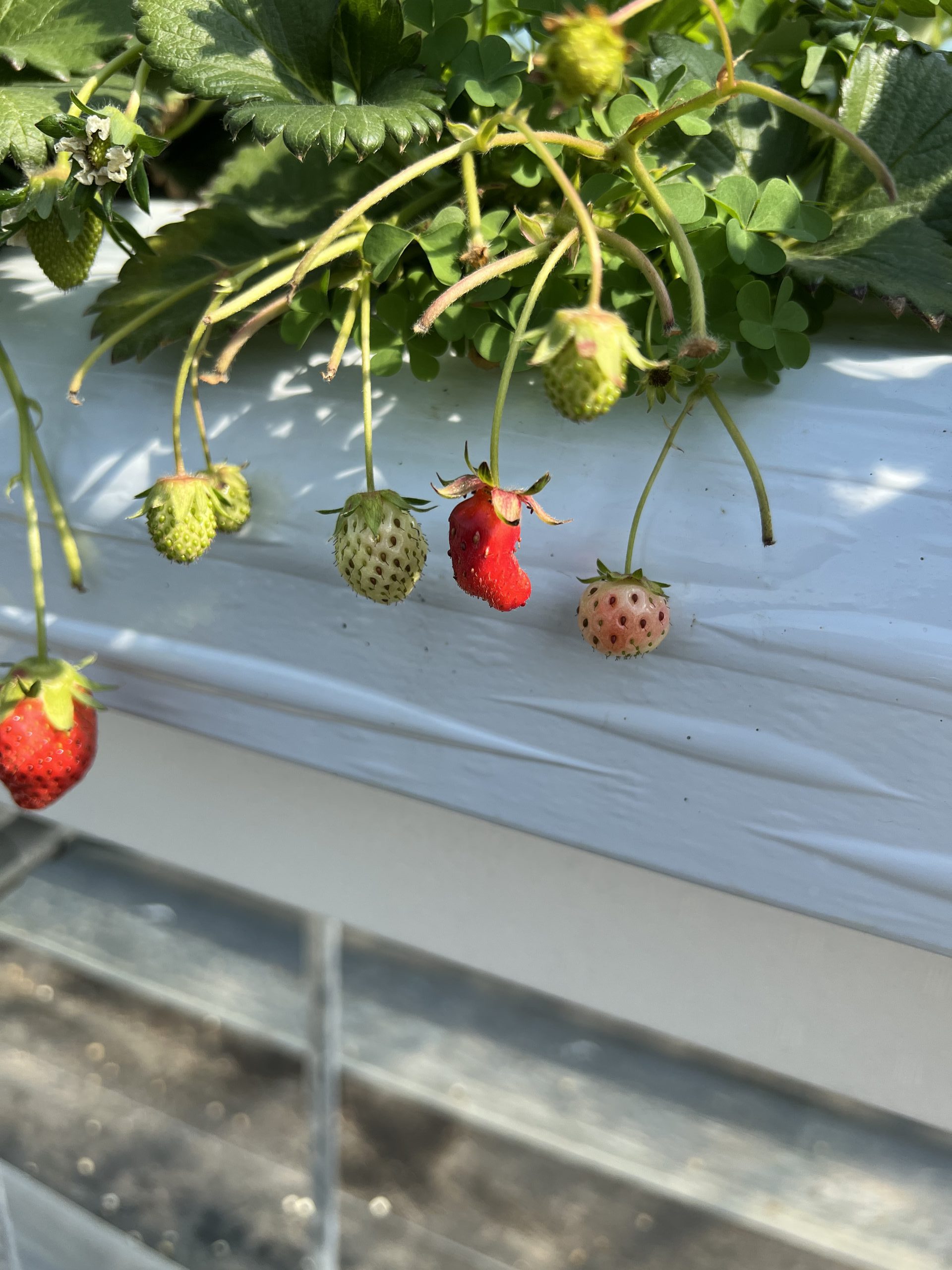 果実の里 原田農園 でいちご狩り