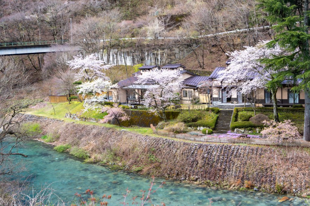 清流の湯の桜