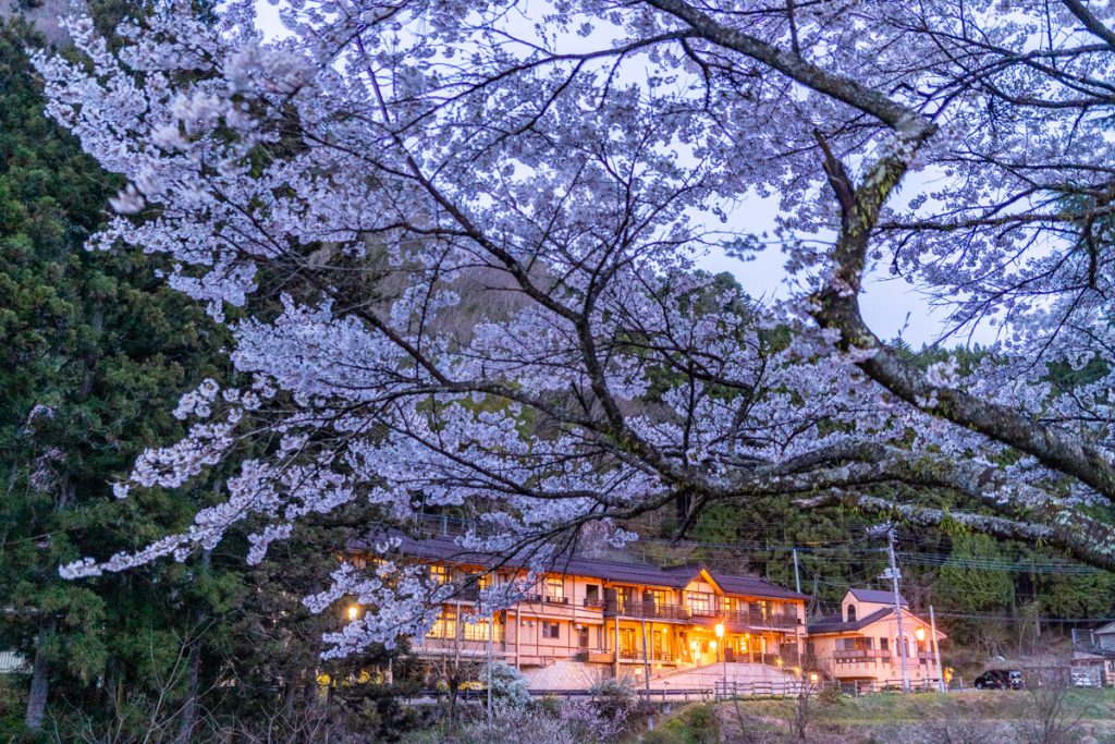 夕方の桜