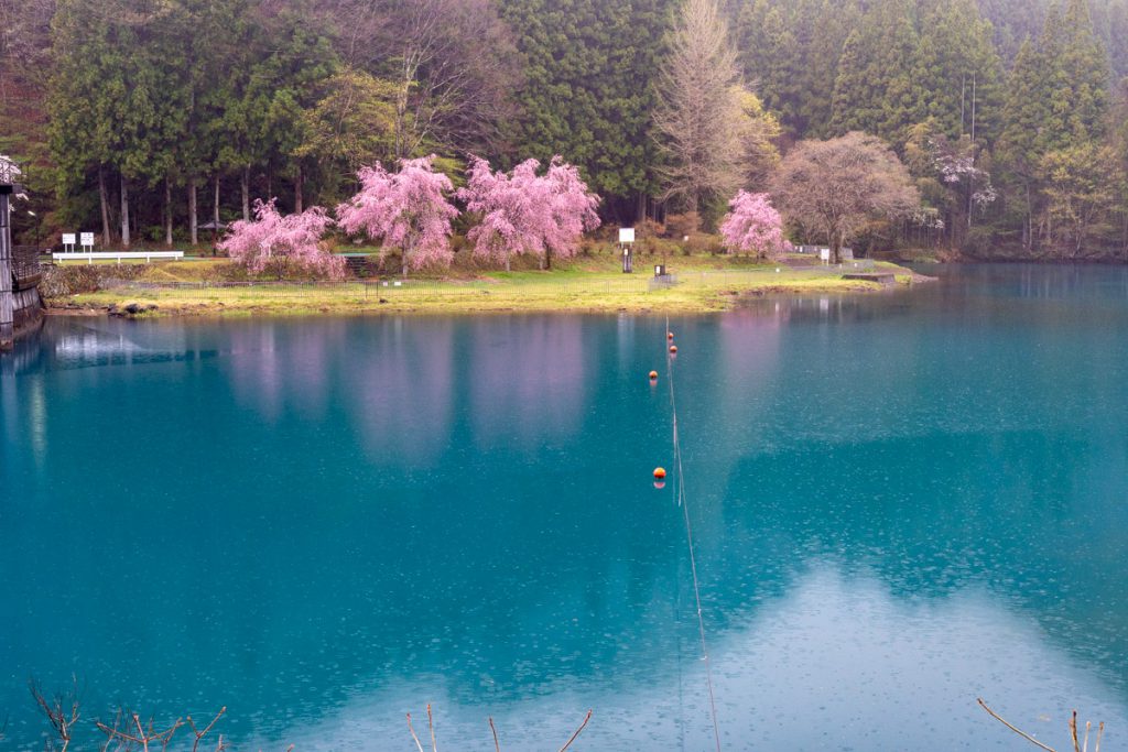 雨の四万湖の桜