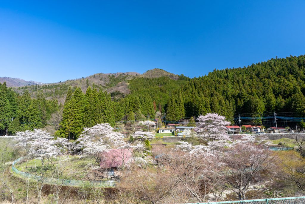 新湯地区の桜