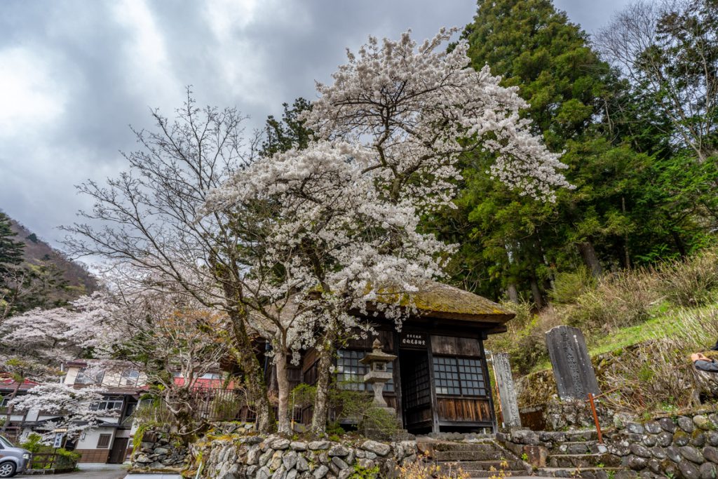 日向見薬師堂の桜