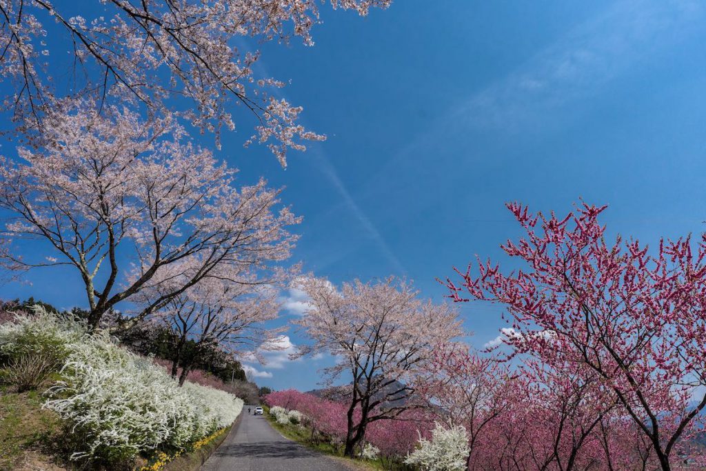 中之条ガーデンズの花桃と桜